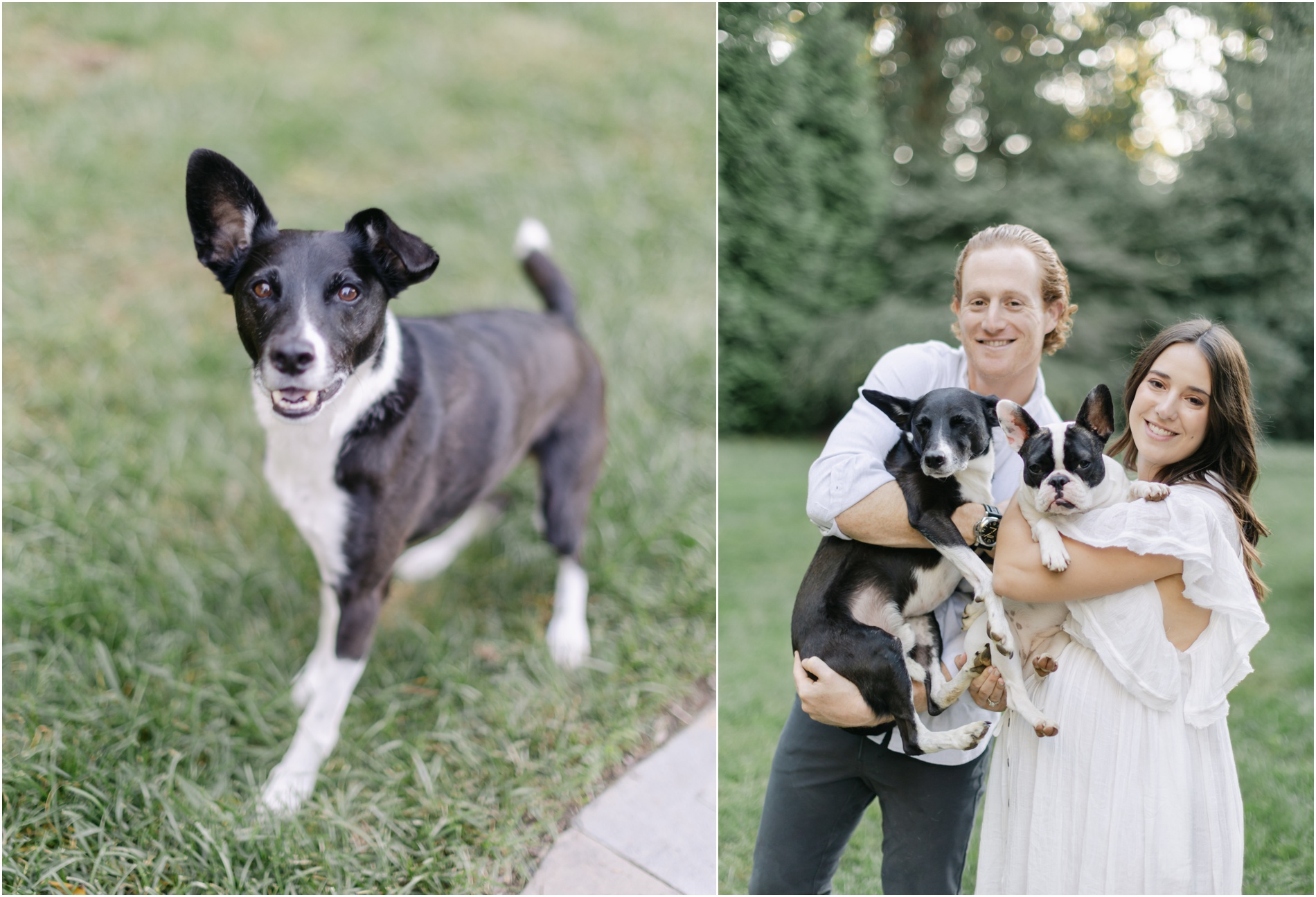 maternity session dogs philadelphia